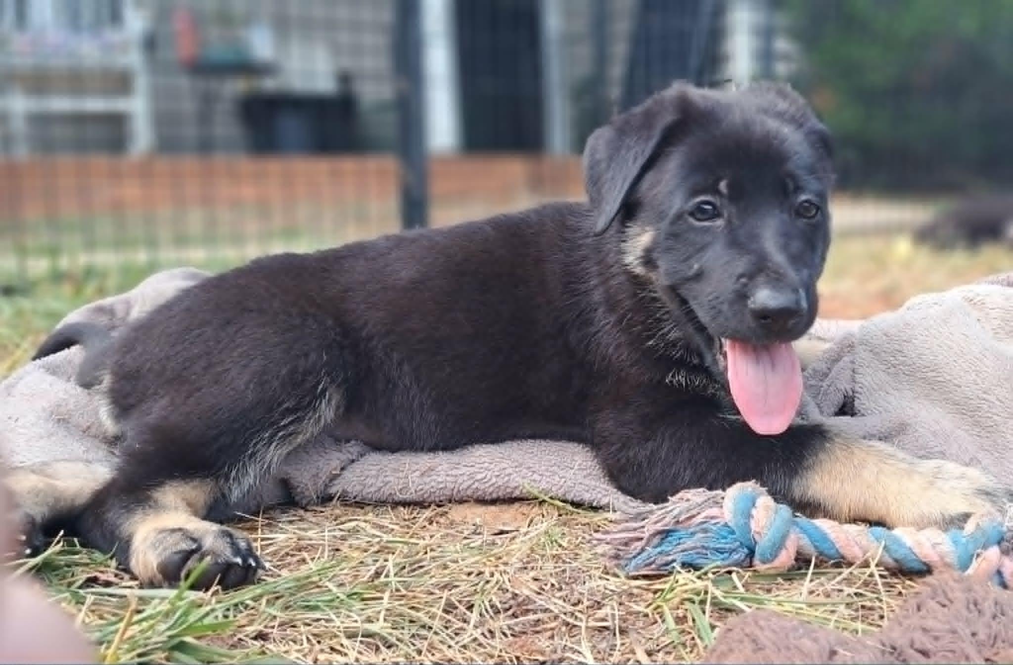 Poppy, a Adoptable German Shepherd Dog in Winston-Salem, NC image 4/6