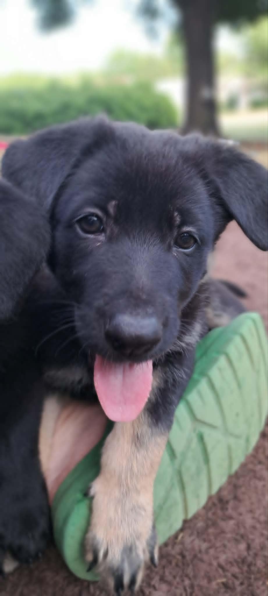 Poppy, a Adoptable German Shepherd Dog in Winston-Salem, NC image 5/6