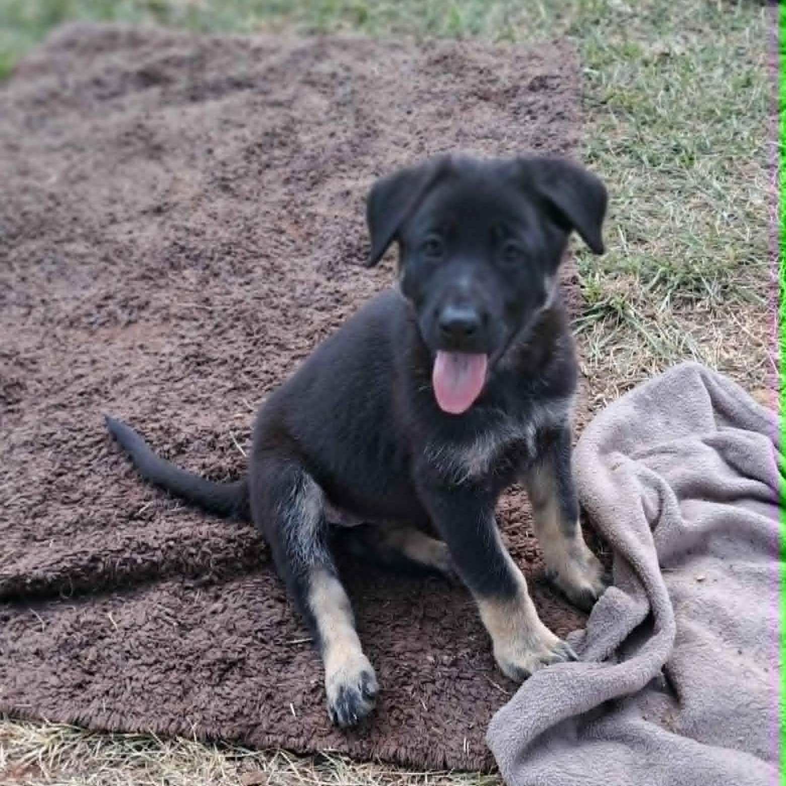 Poppy, a Adoptable German Shepherd Dog in Winston-Salem, NC image 1/6