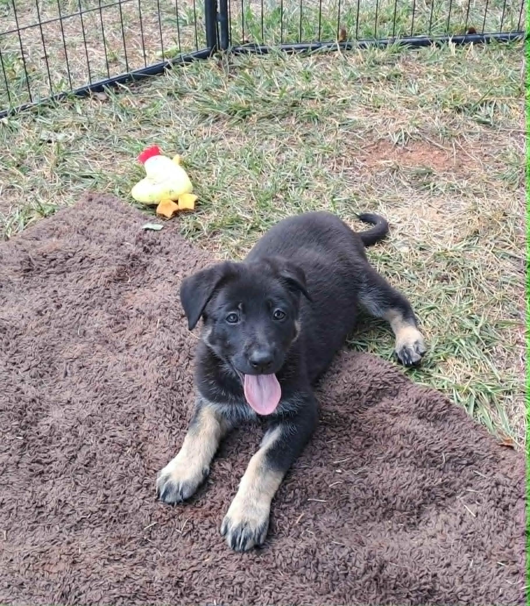 Poppy, a Adoptable German Shepherd Dog in Winston-Salem, NC image 2/6