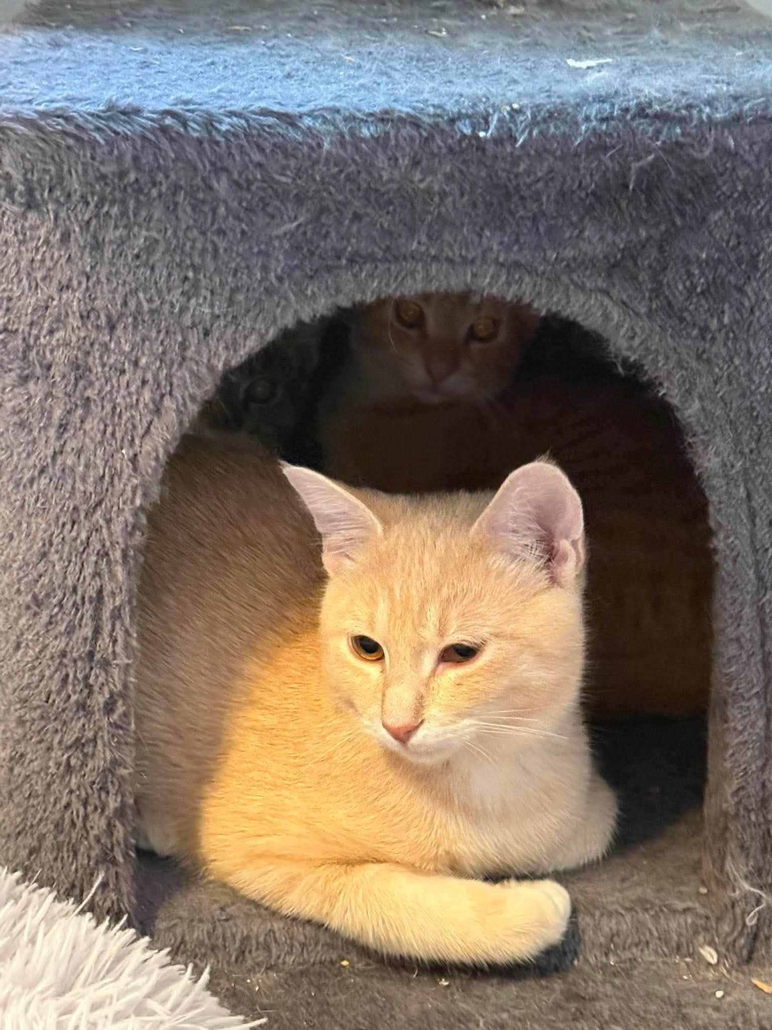 Enlarge Stanley, a Adoptable Tabby in Ashton, ON image 1/1