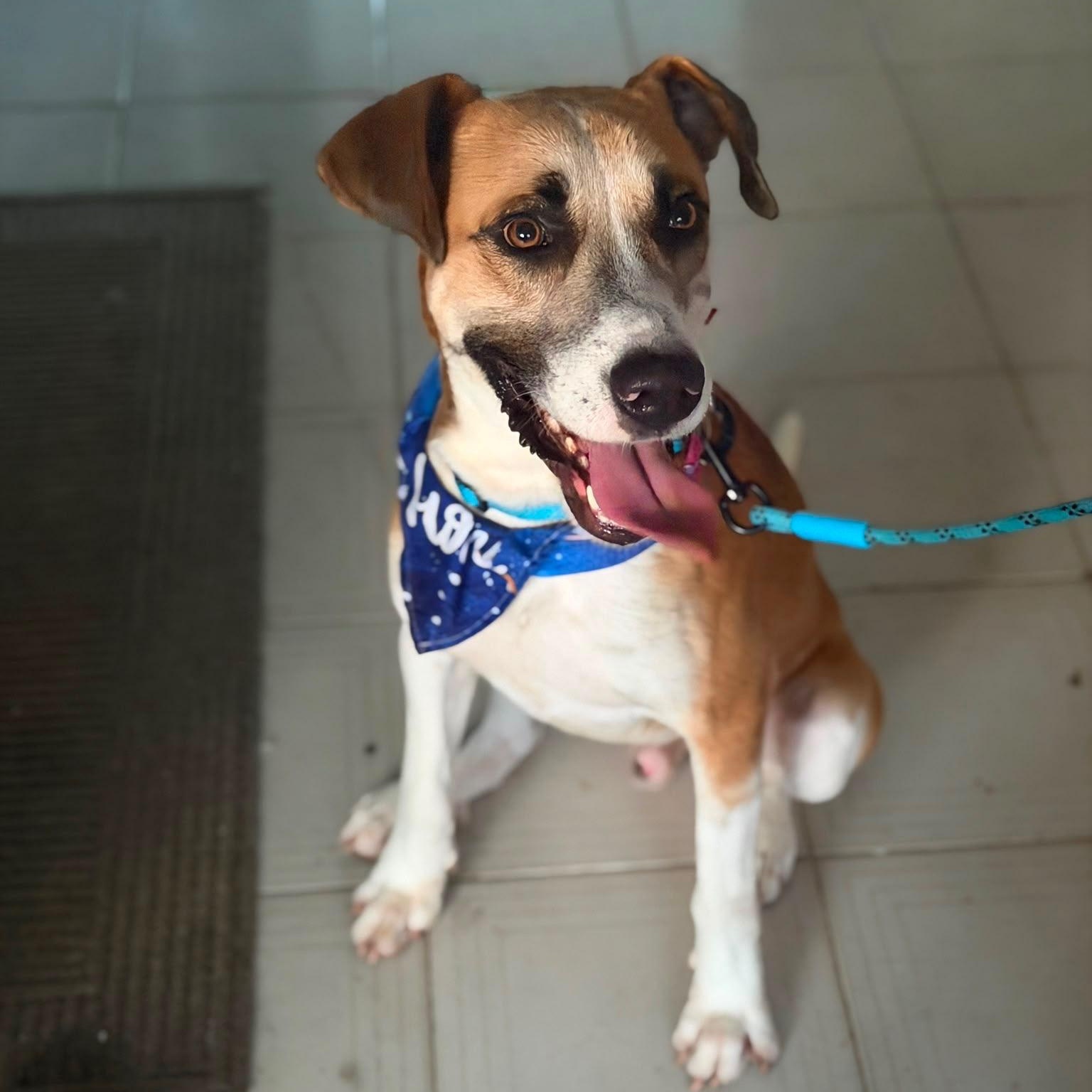 Louis - The Big Playful Lovebug, Adoptable, Young Male Labrador Retriever & Canaan Dog.