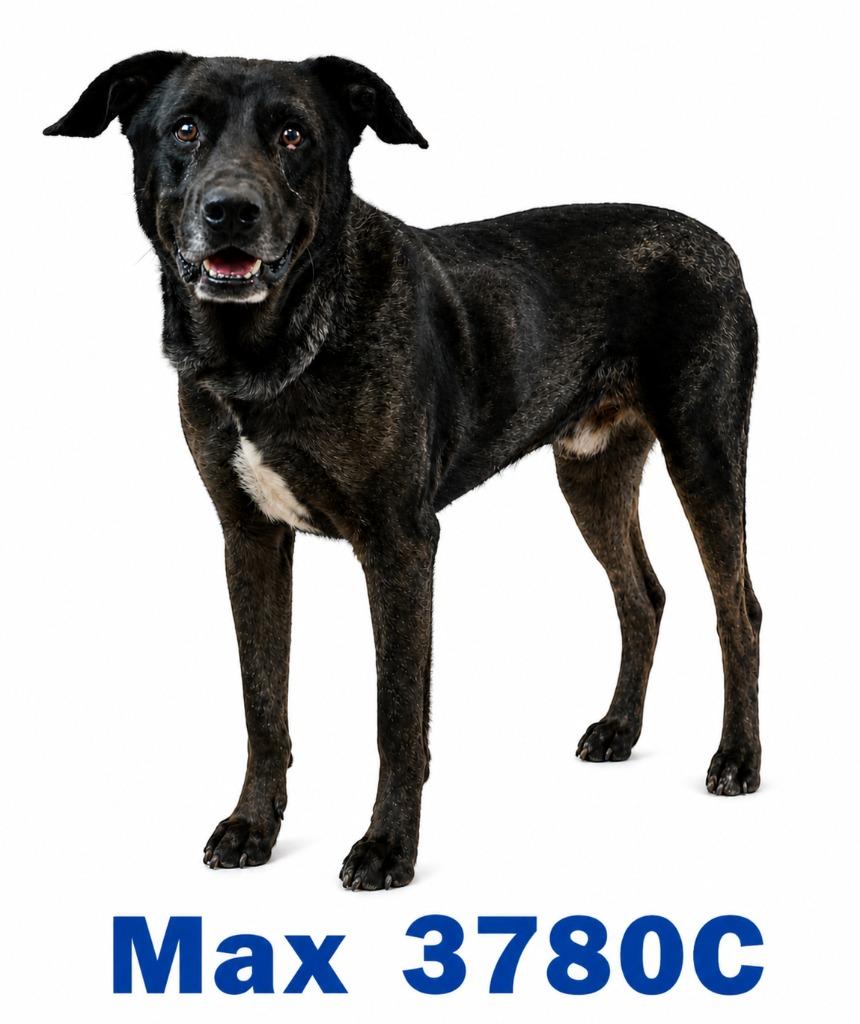 Enlarge Max, a Adoptable Mixed Breed in Bossier City, LA image 1/6