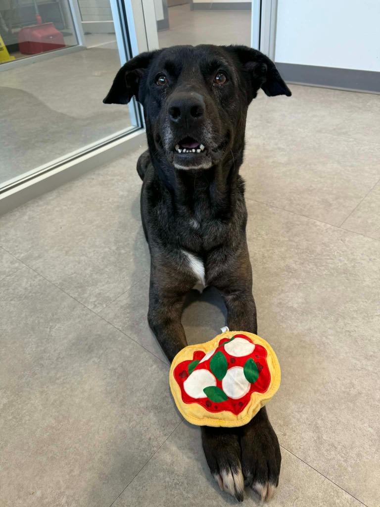 Max, Adoptable, Adult Male Mixed Breed.