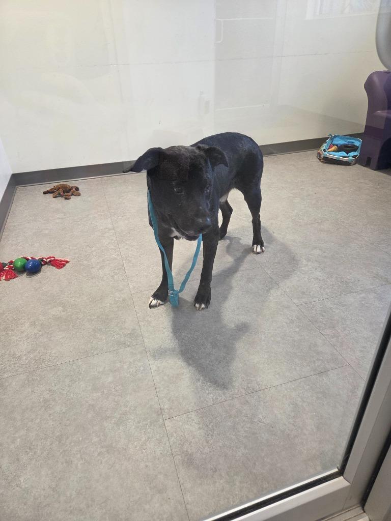 Enlarge Max, a Adoptable Mixed Breed in Bossier City, LA image 2/6