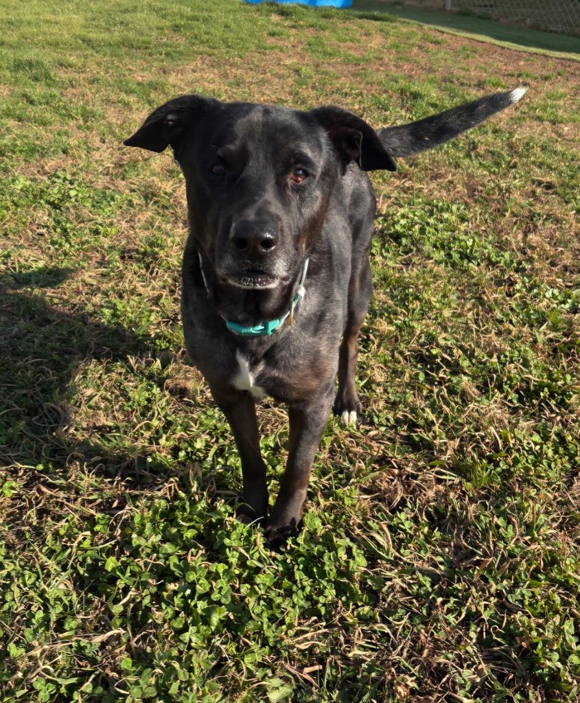 Enlarge Max, a Adoptable Mixed Breed in Bossier City, LA image 3/6