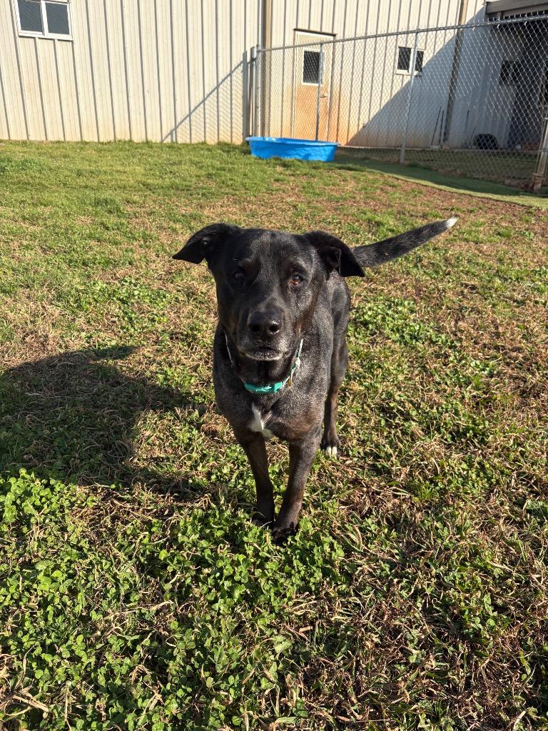 Enlarge Max, a Adoptable Mixed Breed in Bossier City, LA image 4/6