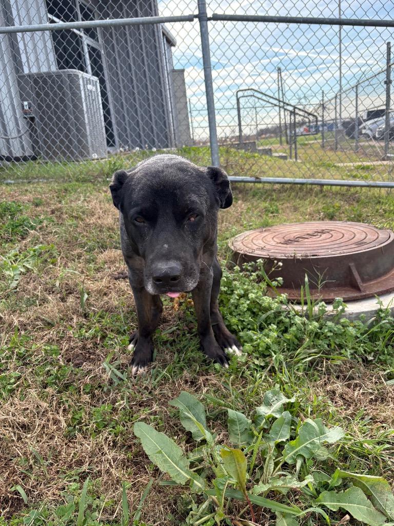 Enlarge Max, a Adoptable Mixed Breed in Bossier City, LA image 5/6