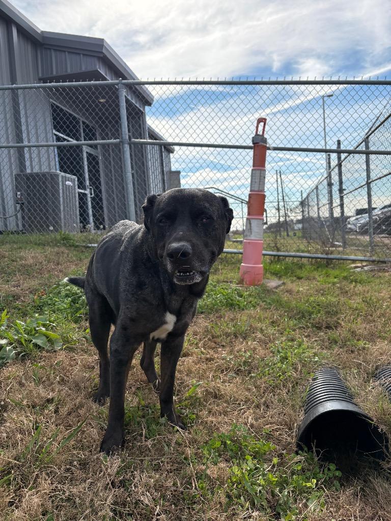 Enlarge Max, a Adoptable Mixed Breed in Bossier City, LA image 6/6
