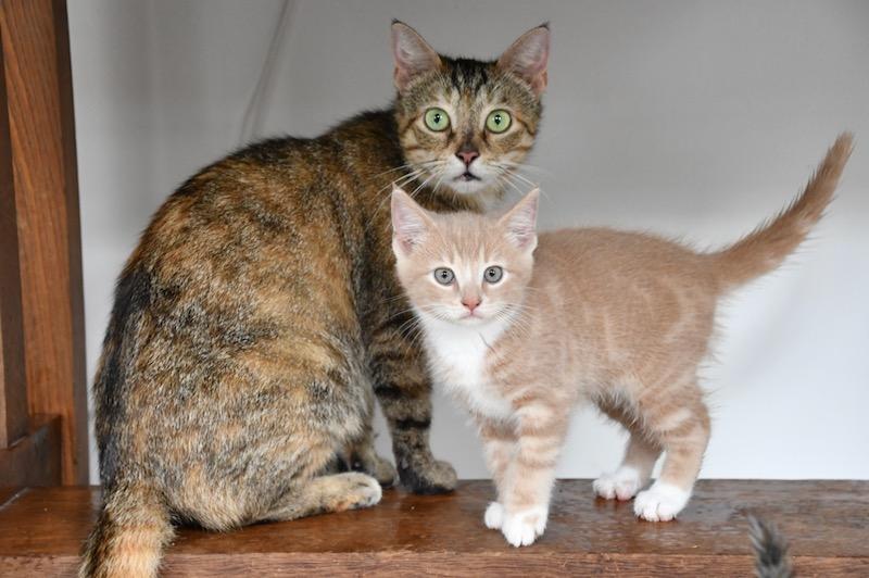 Enlarge Garden, a Adoptable mixed breed in White Plains, MD image 2/6