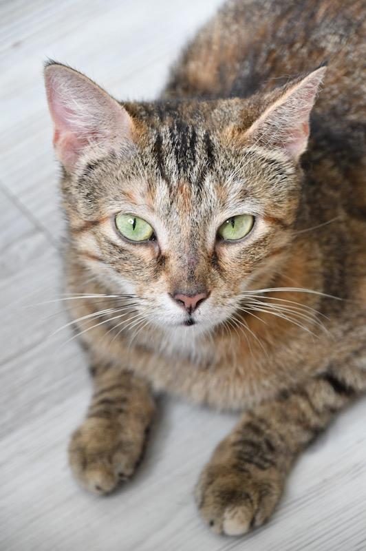 Enlarge Garden, a Adoptable mixed breed in White Plains, MD image 4/6