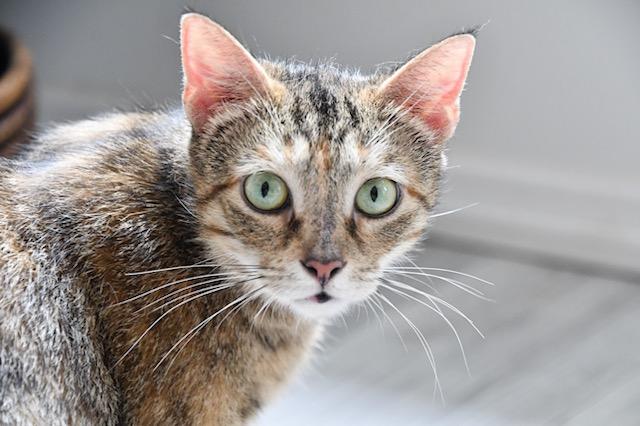 Enlarge Garden, a Adoptable mixed breed in White Plains, MD image 6/6