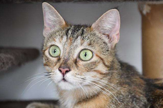 Enlarge Garden, a Adoptable mixed breed in White Plains, MD image 3/6