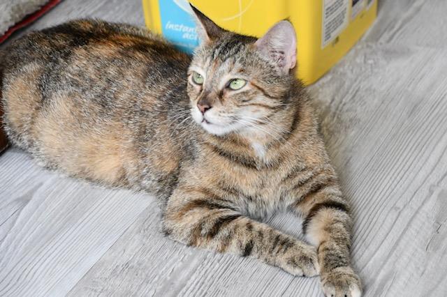 Enlarge Garden, a Adoptable mixed breed in White Plains, MD image 5/6