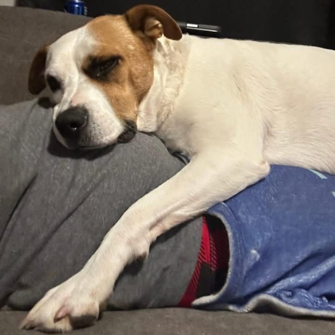 Patches, Adoptable, Adult Male Chow Chow & Pit Bull Terrier.