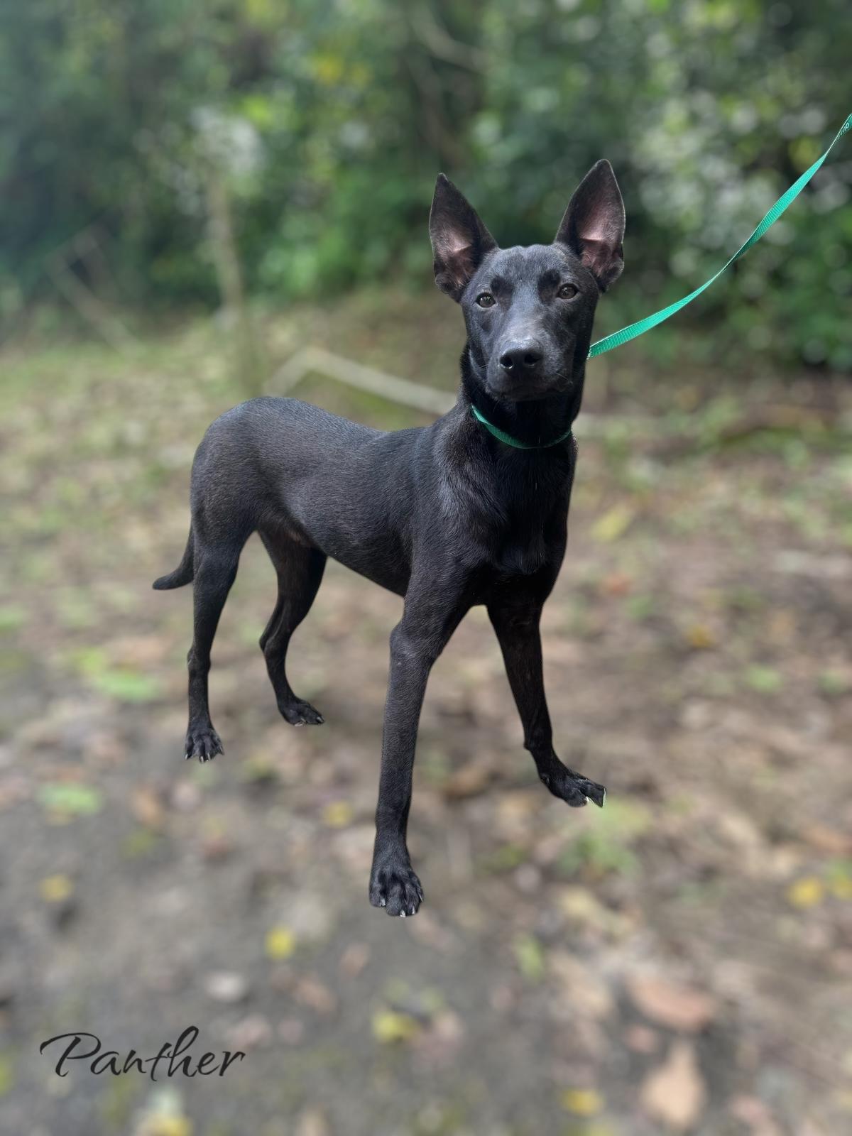 Panther, Young Male Labrador Retriever