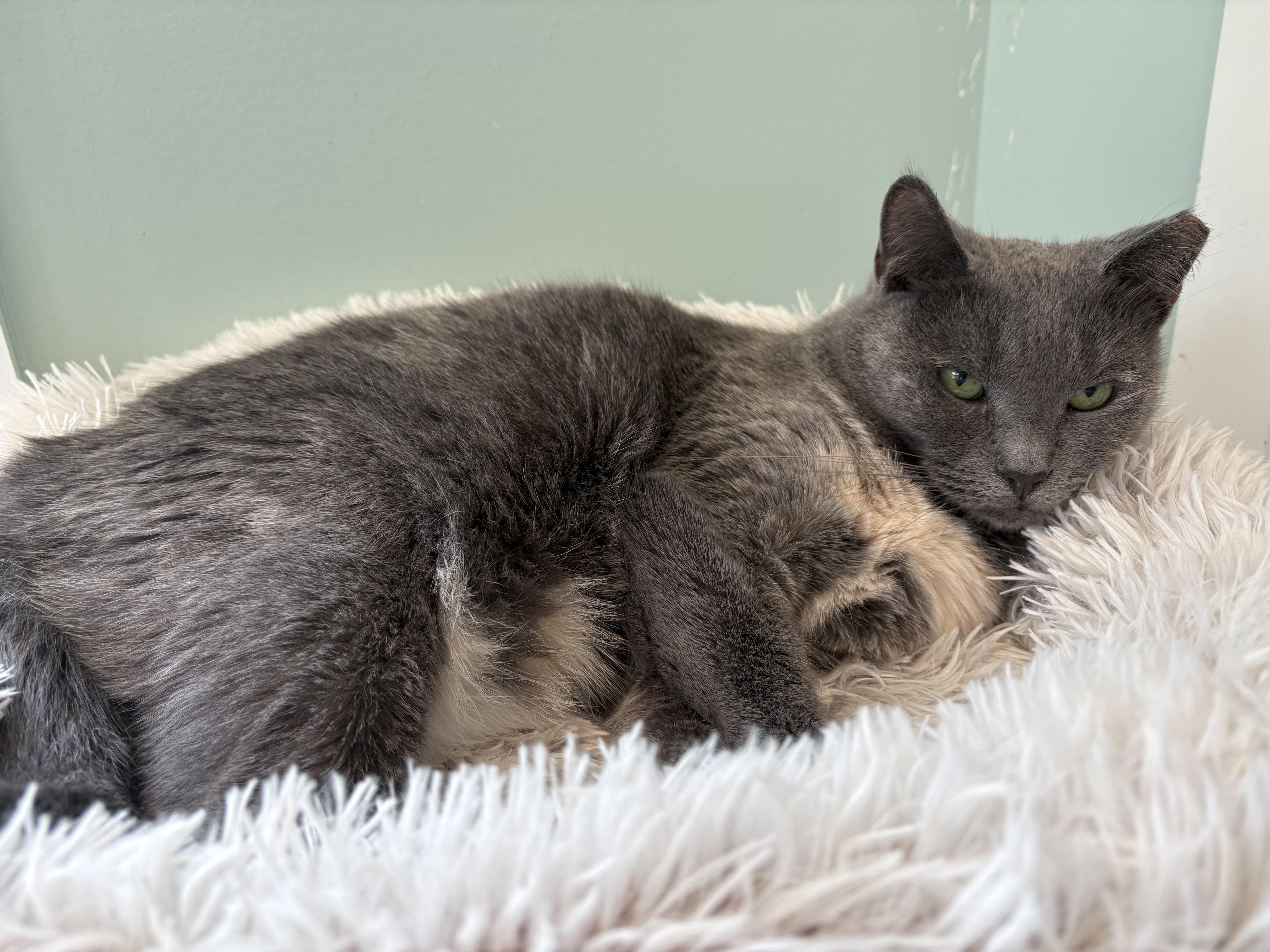 Wren and Finch- D.O.B. 7/1/2020 - Shy