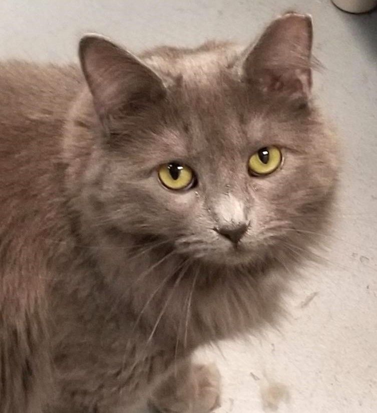 Enlarge Wren and Finch- D.O.B. 7/1/2020 - Shy, a Adoptable Domestic Short Hair in Warwick, NY image 2/5