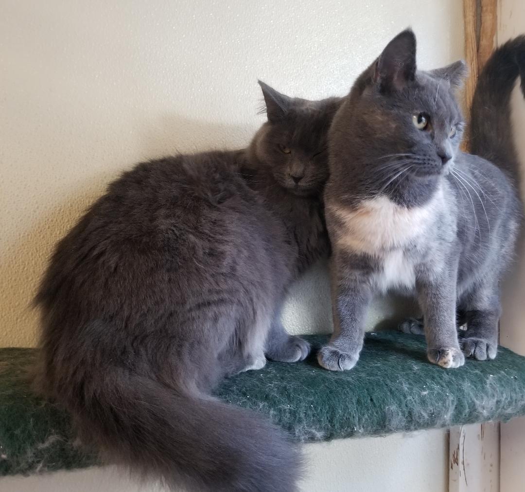 Enlarge Wren and Finch- D.O.B. 7/1/2020 - Shy, a Adoptable Domestic Short Hair in Warwick, NY image 3/5