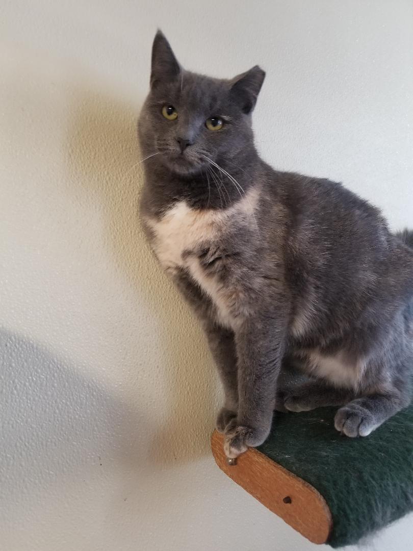 Enlarge Wren and Finch- D.O.B. 7/1/2020 - Shy, a Adoptable Domestic Short Hair in Warwick, NY image 4/5