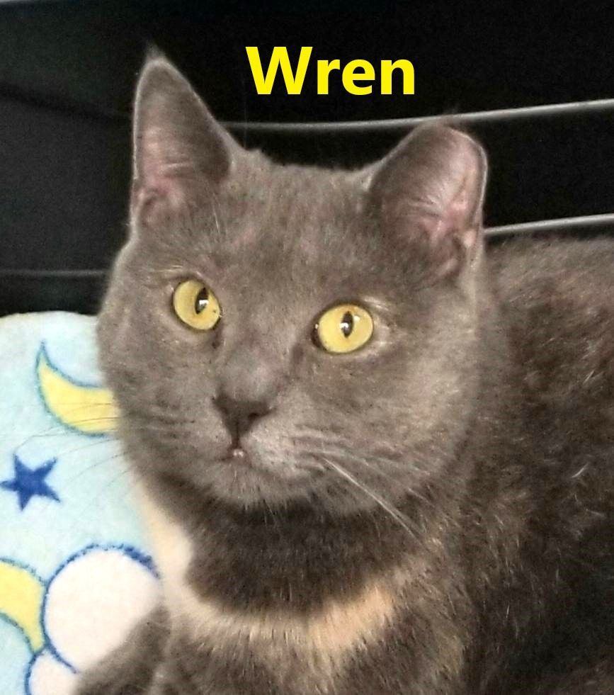 Enlarge Wren and Finch- D.O.B. 7/1/2020 - Shy, a Adoptable Domestic Short Hair in Warwick, NY image 5/5