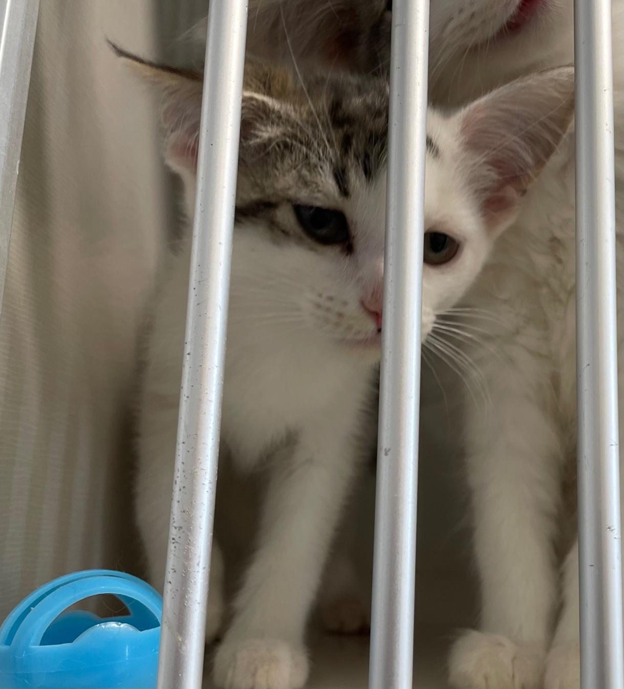 Danae, adopted, Young Female Domestic Short Hair.