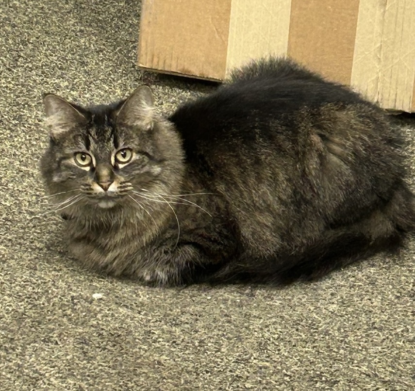 Cat for adoption Macy, a Domestic Long Hair in Grand Rapids, MI