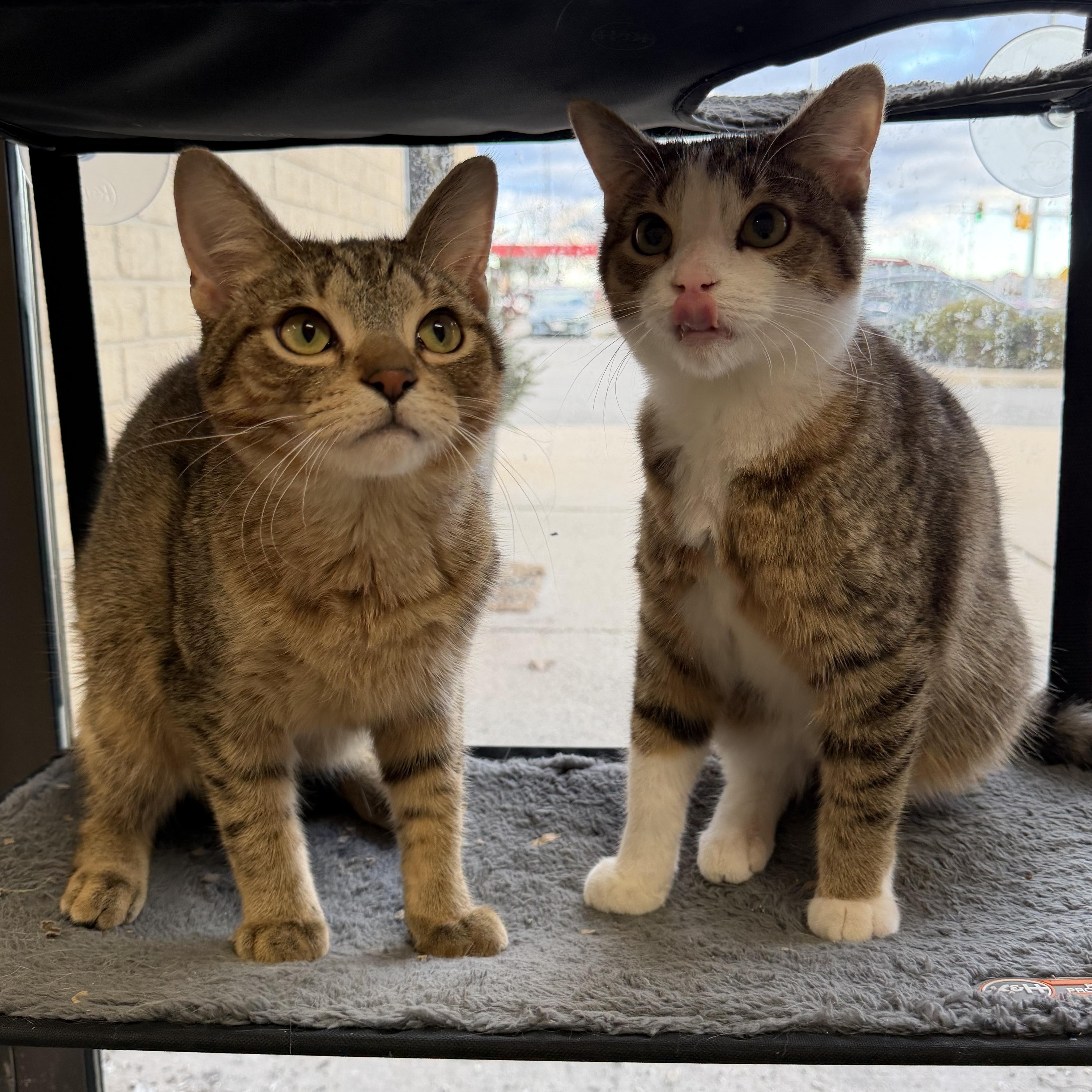 Shrek & Donkey (bonded pair), adoptable, Young Male Domestic Short Hair.