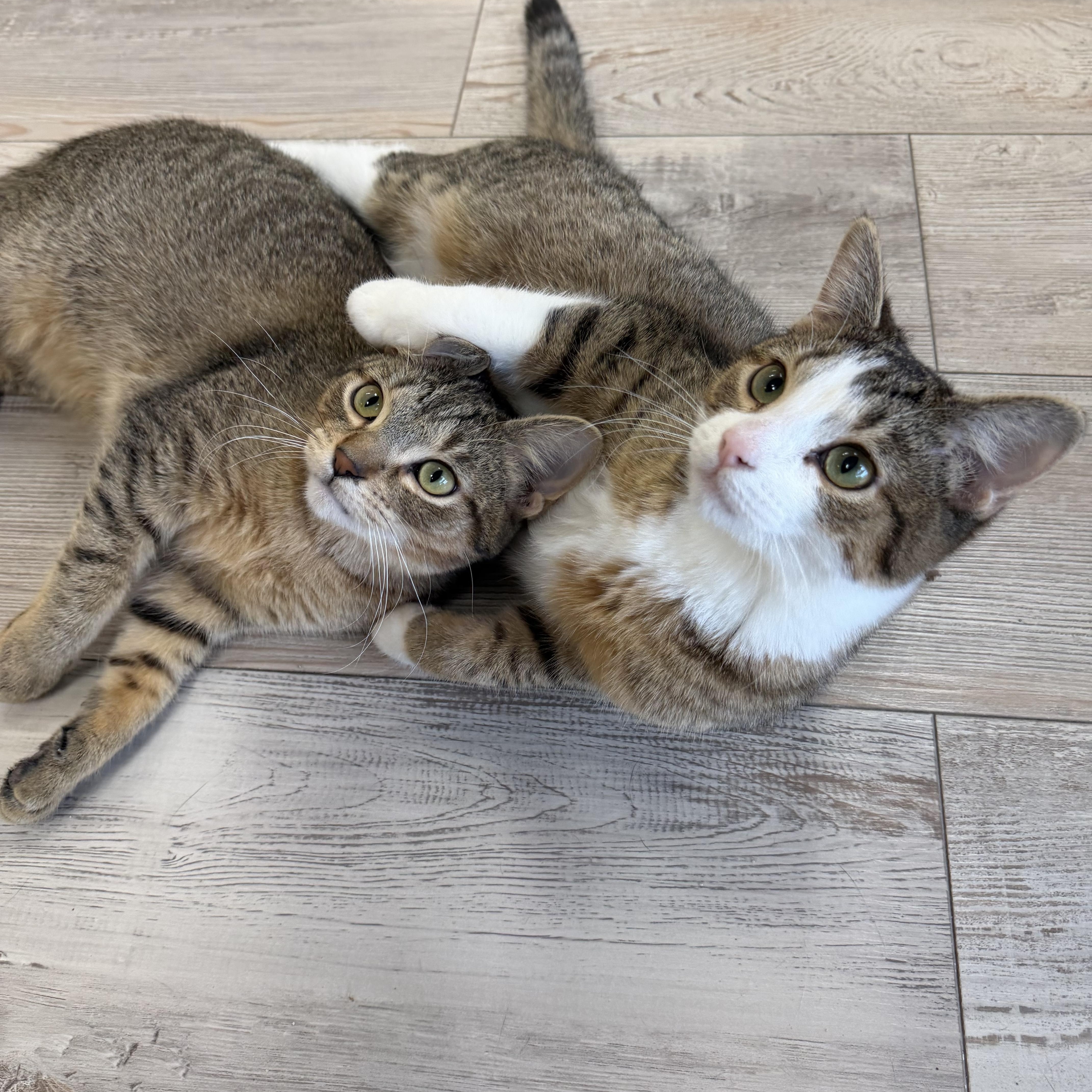 Shrek & Donkey (bonded pair), adoptable, Kitten Male Domestic Short Hair.