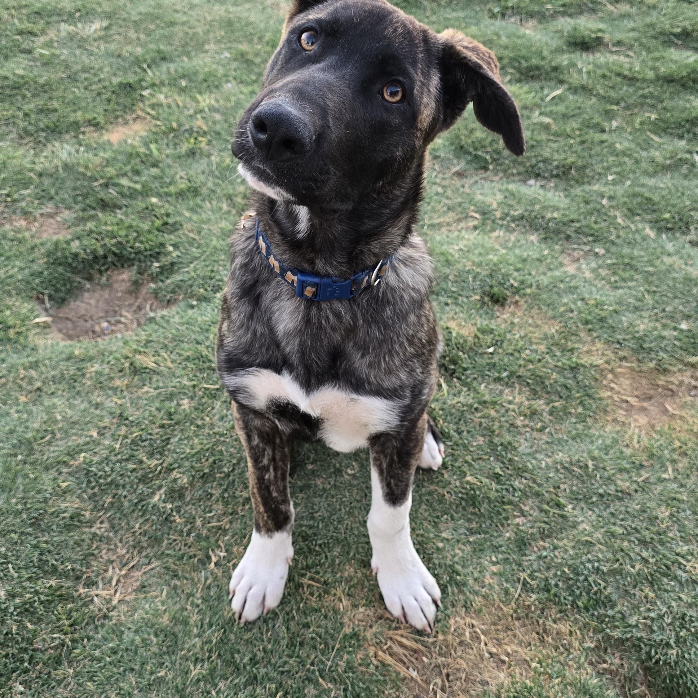 Enlarge Sharkey, a ADOPTABLE mixed breed in Tracy, CA image 5/6