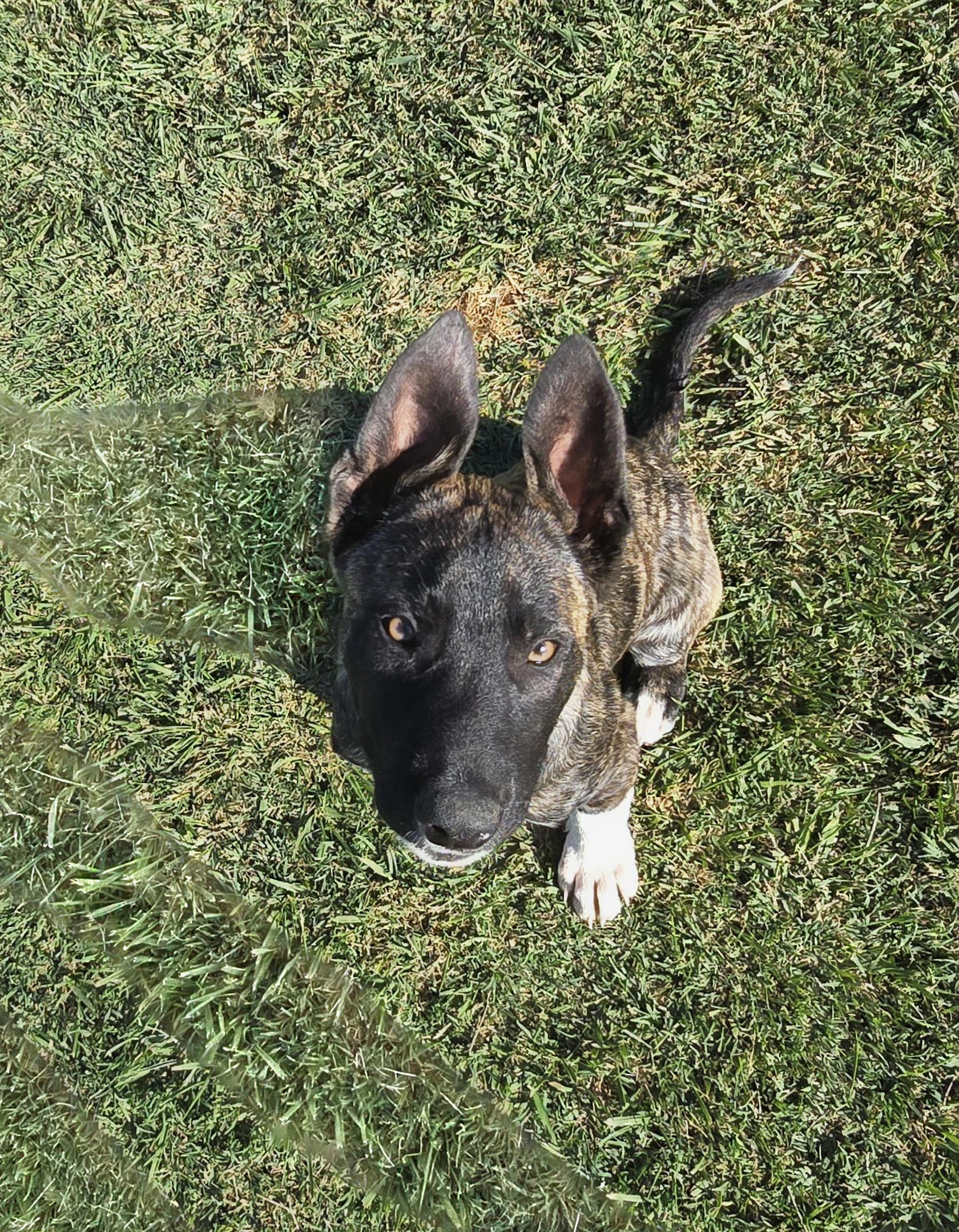 Enlarge Sharkey, a ADOPTABLE mixed breed in Tracy, CA image 5/6