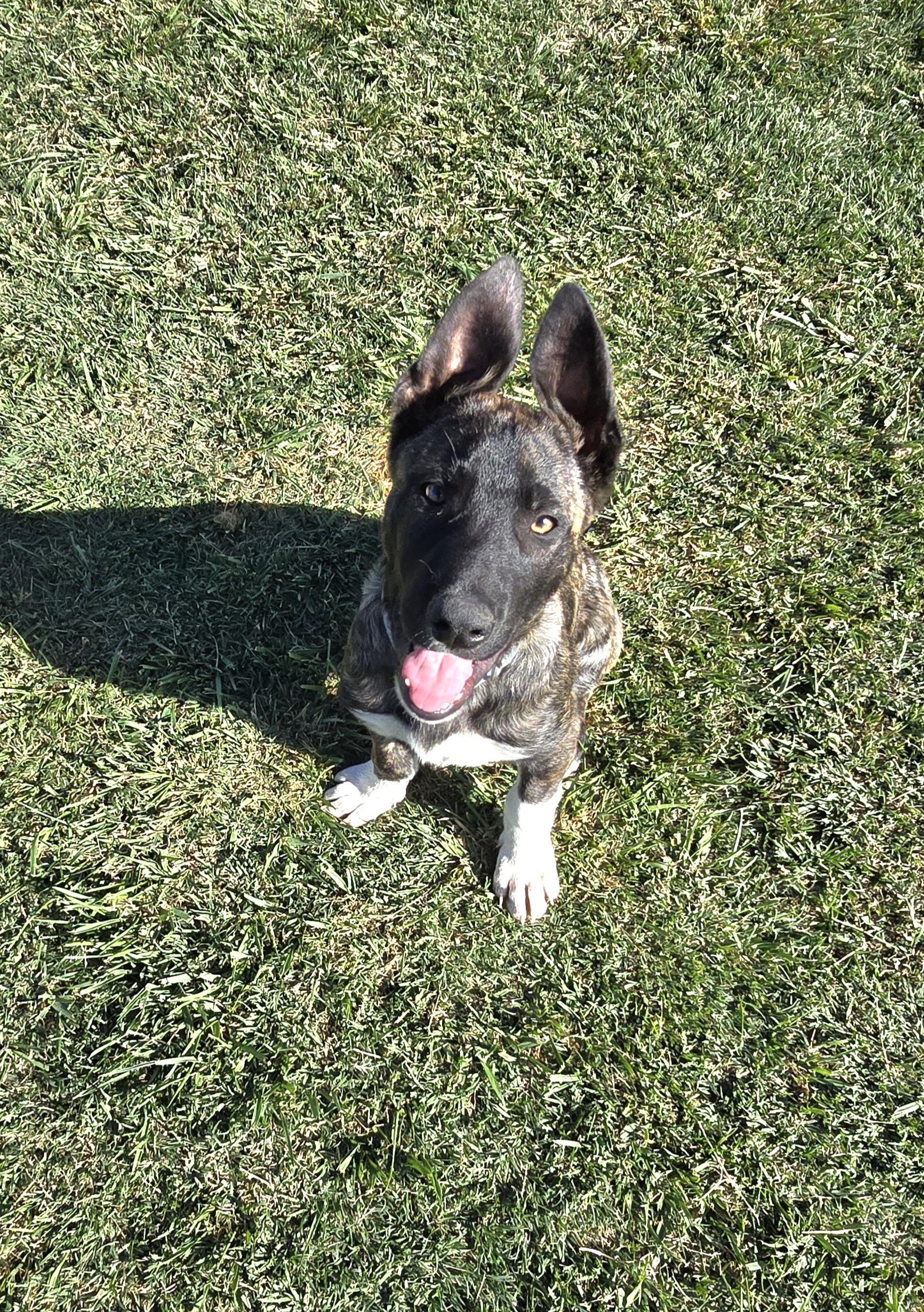 Sharkey, ADOPTABLE, Puppy Male German Shepherd Dog.