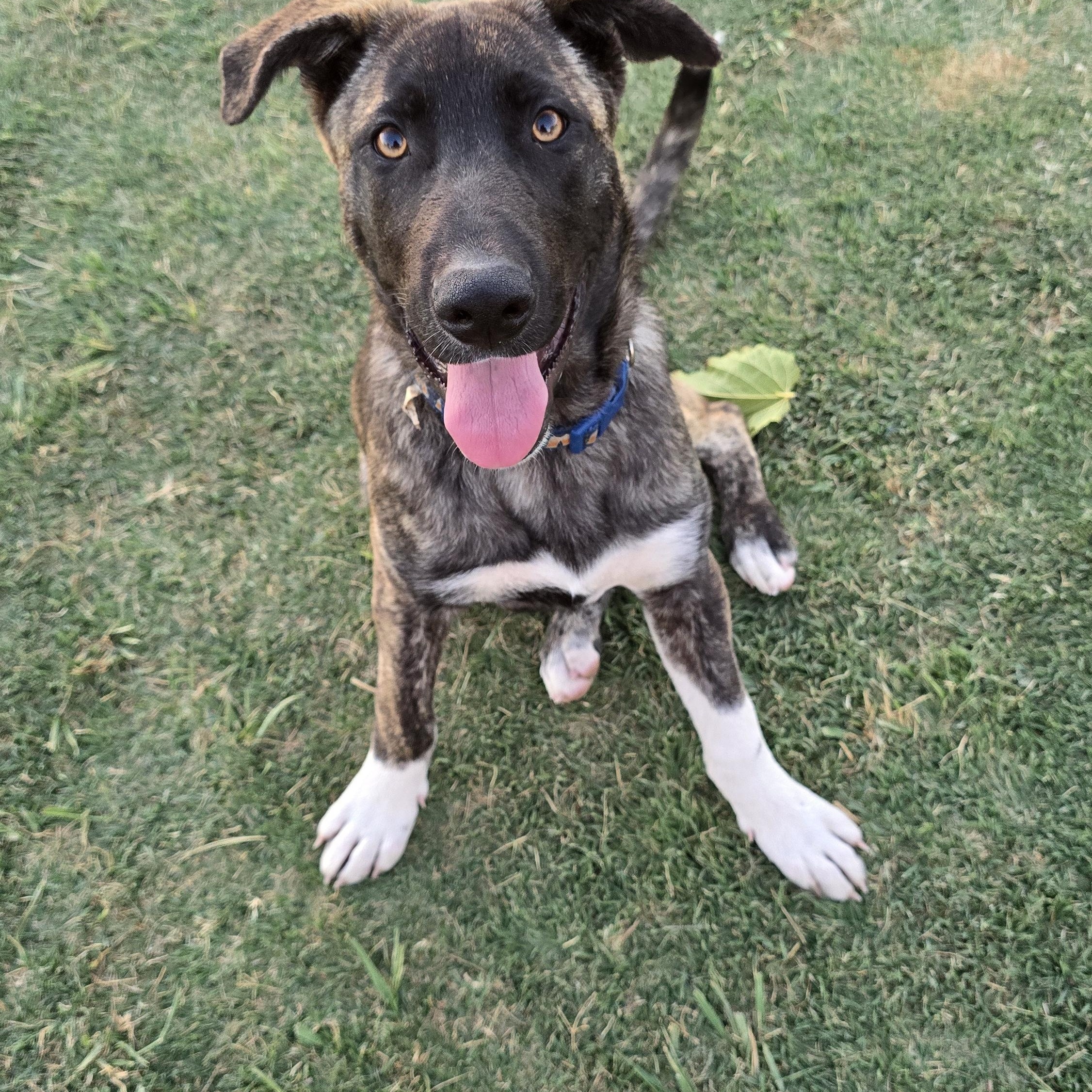 Enlarge Sharkey, a ADOPTABLE mixed breed in Tracy, CA image 4/6