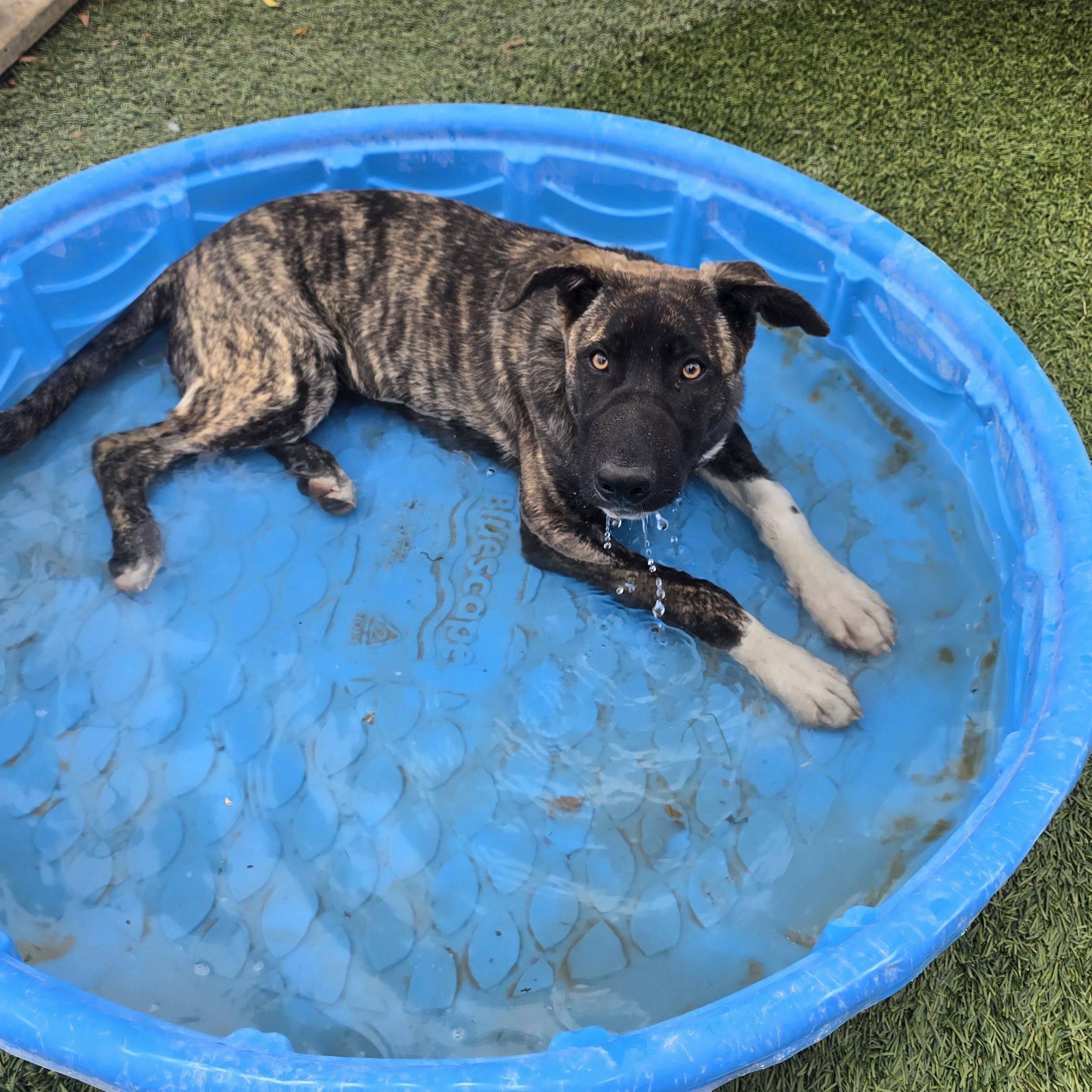 Enlarge Sharkey, a ADOPTABLE mixed breed in Tracy, CA image 6/6