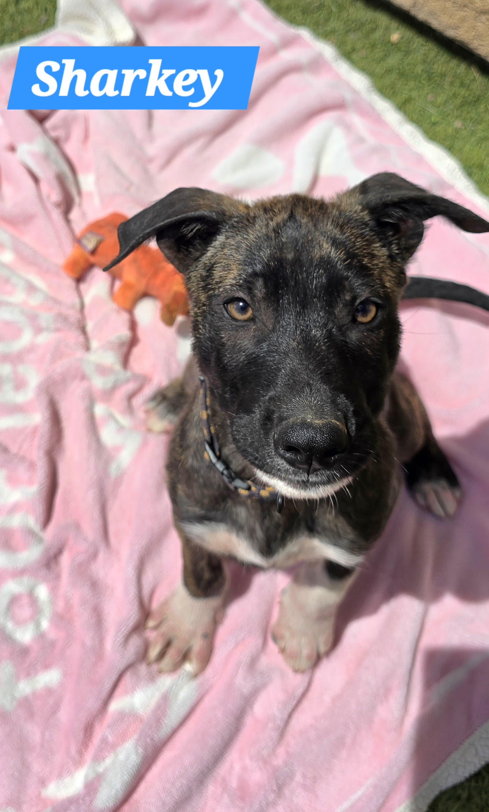 Enlarge Sharkey, a ADOPTABLE mixed breed in Tracy, CA image 5/6