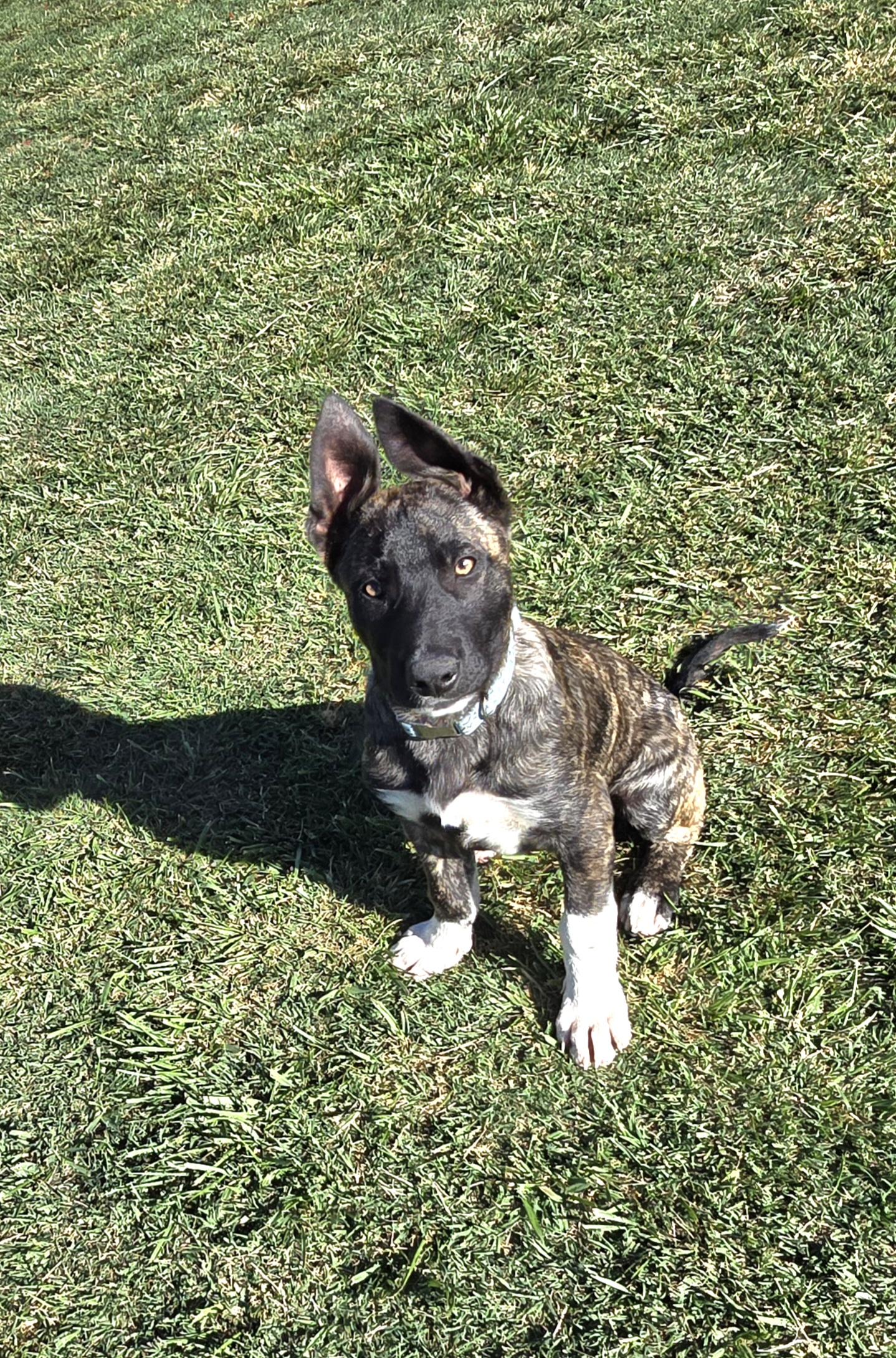 Enlarge Sharkey, a ADOPTABLE mixed breed in Tracy, CA image 6/6
