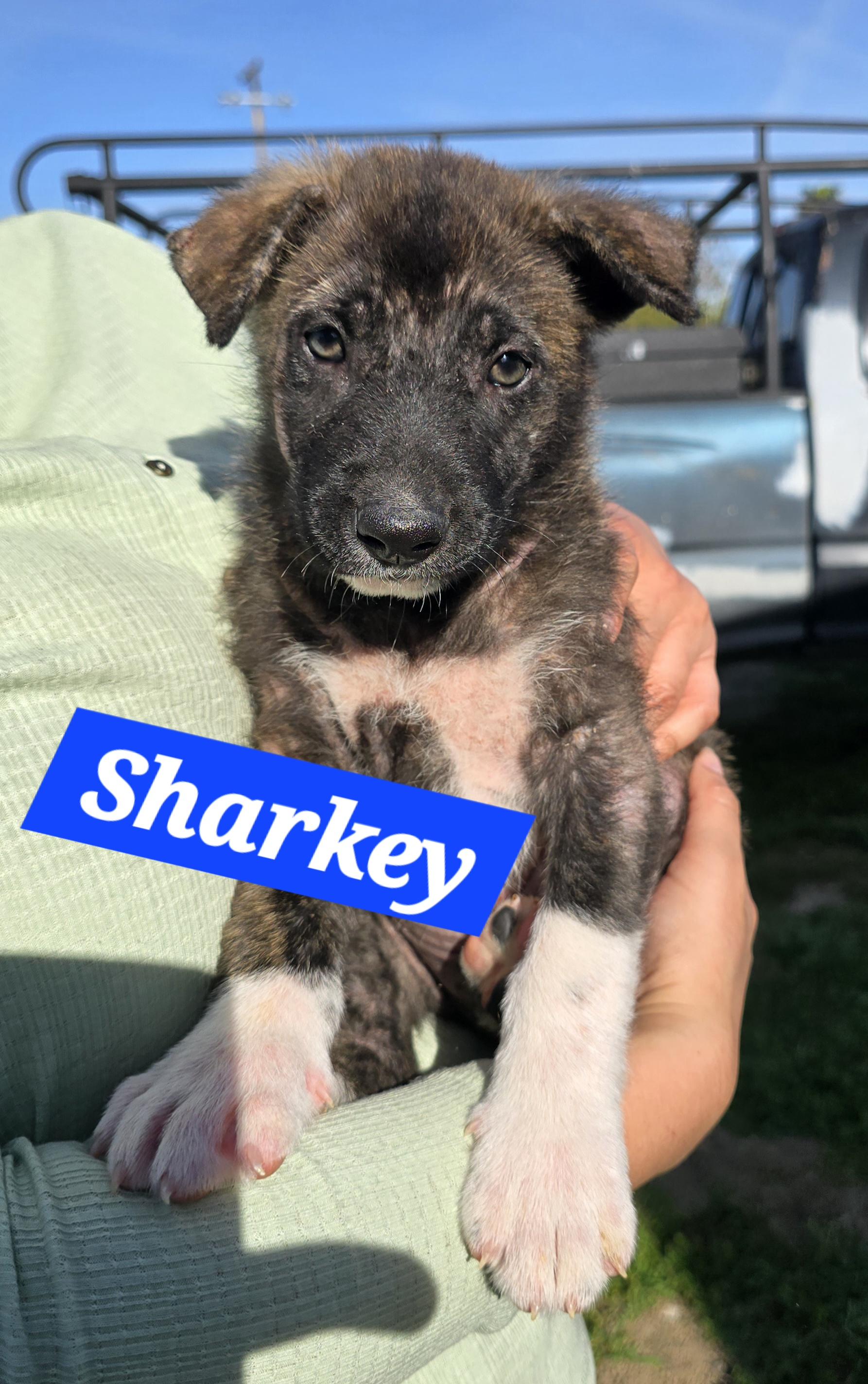 Enlarge Sharkey, a ADOPTABLE mixed breed in Tracy, CA image 2/2