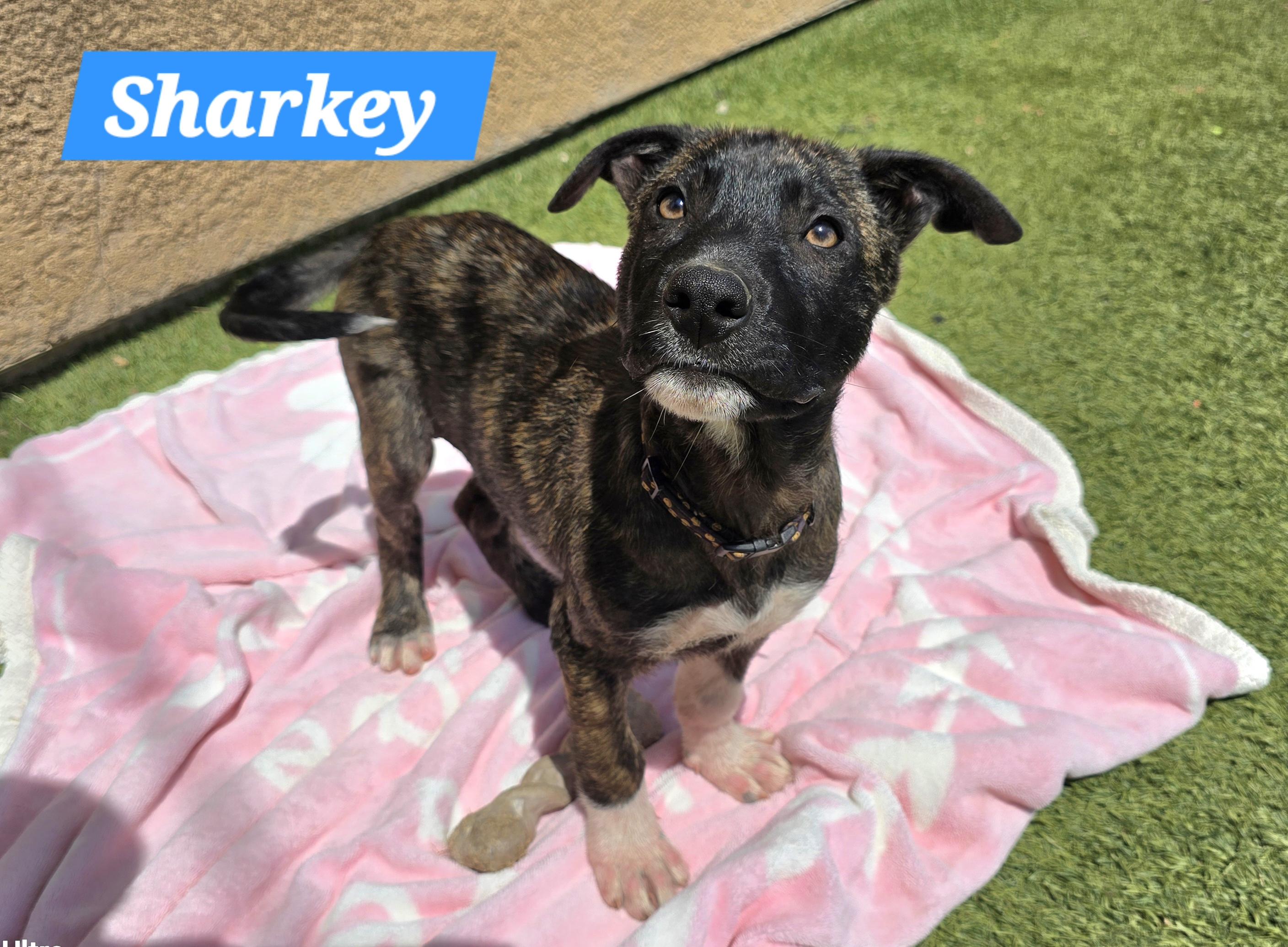 Enlarge Sharkey, a ADOPTABLE mixed breed in Tracy, CA image 6/6