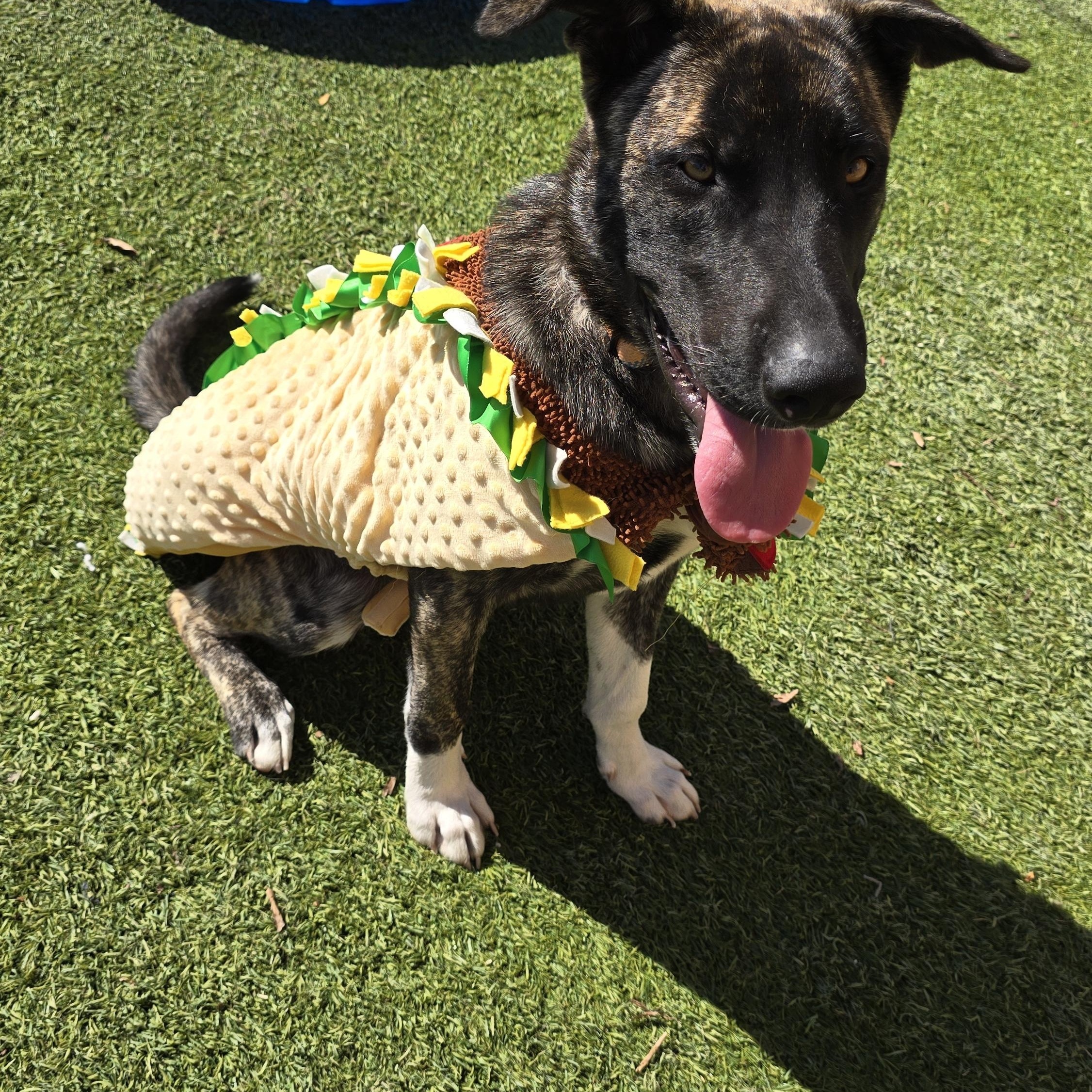 Enlarge Sharkey, a Adoptable mixed breed in Tracy, CA image 5/6