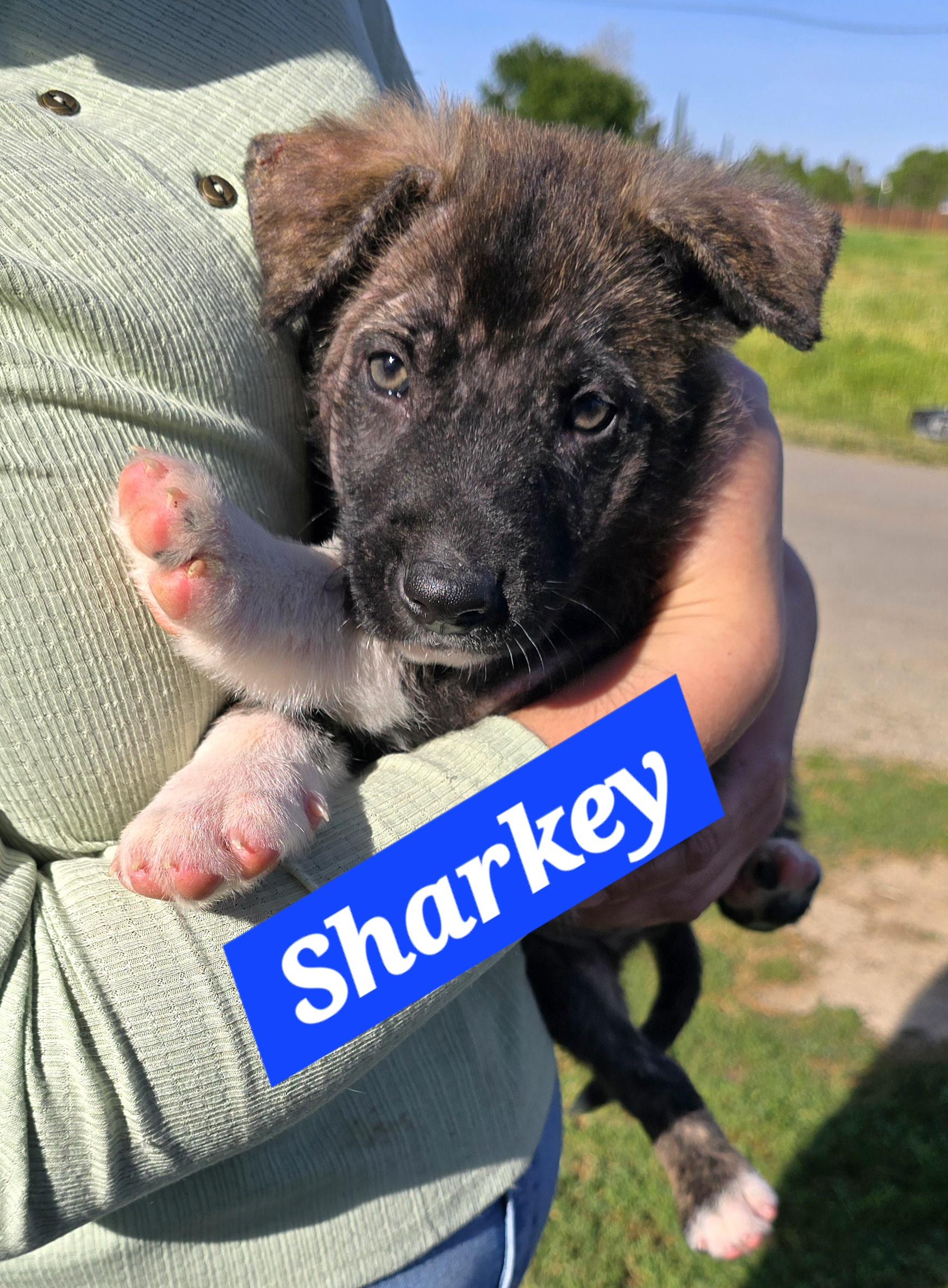 Sharkey, ADOPTABLE, Puppy Male German Shepherd Dog.