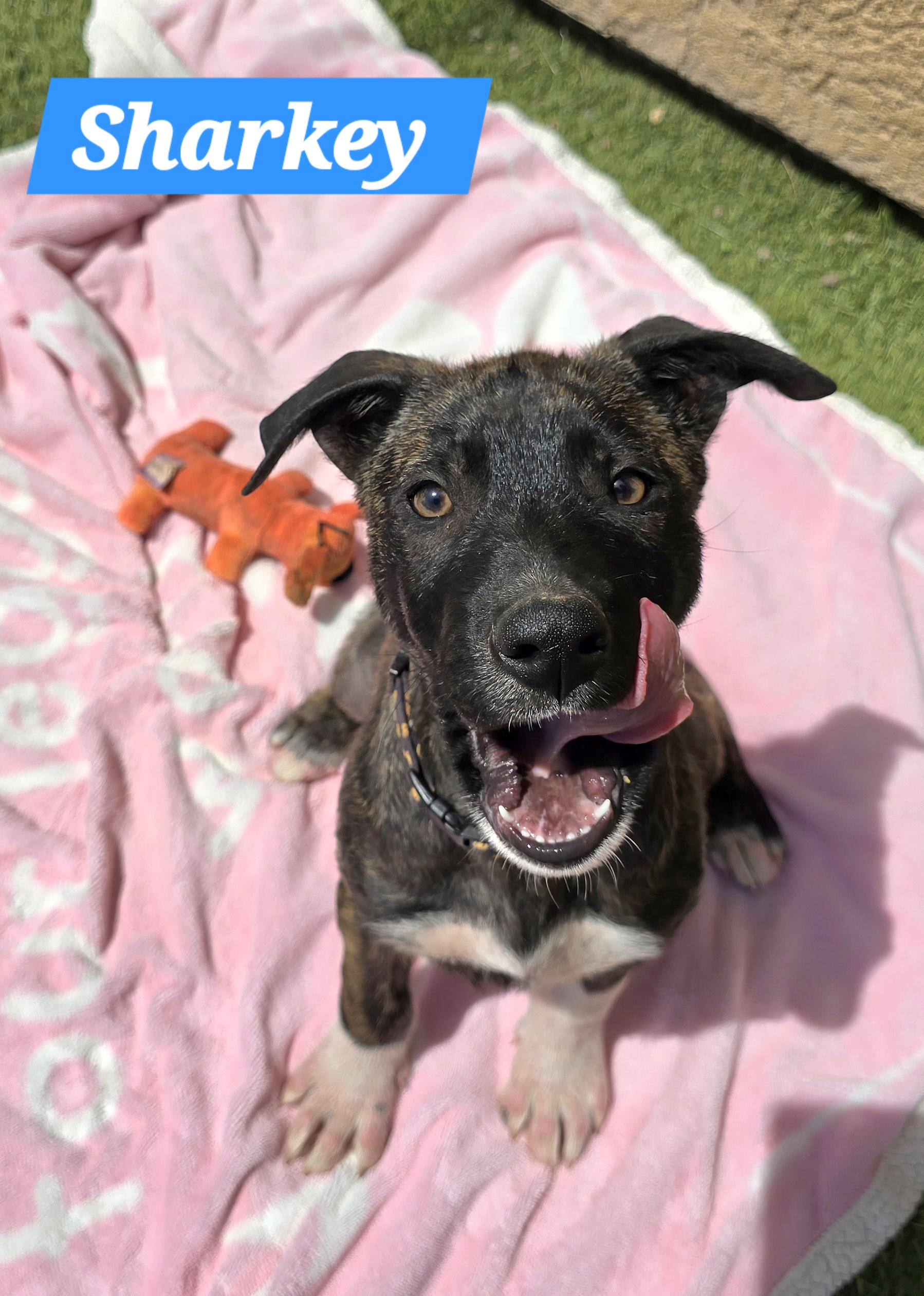 Sharkey, ADOPTABLE, Puppy Male German Shepherd Dog.