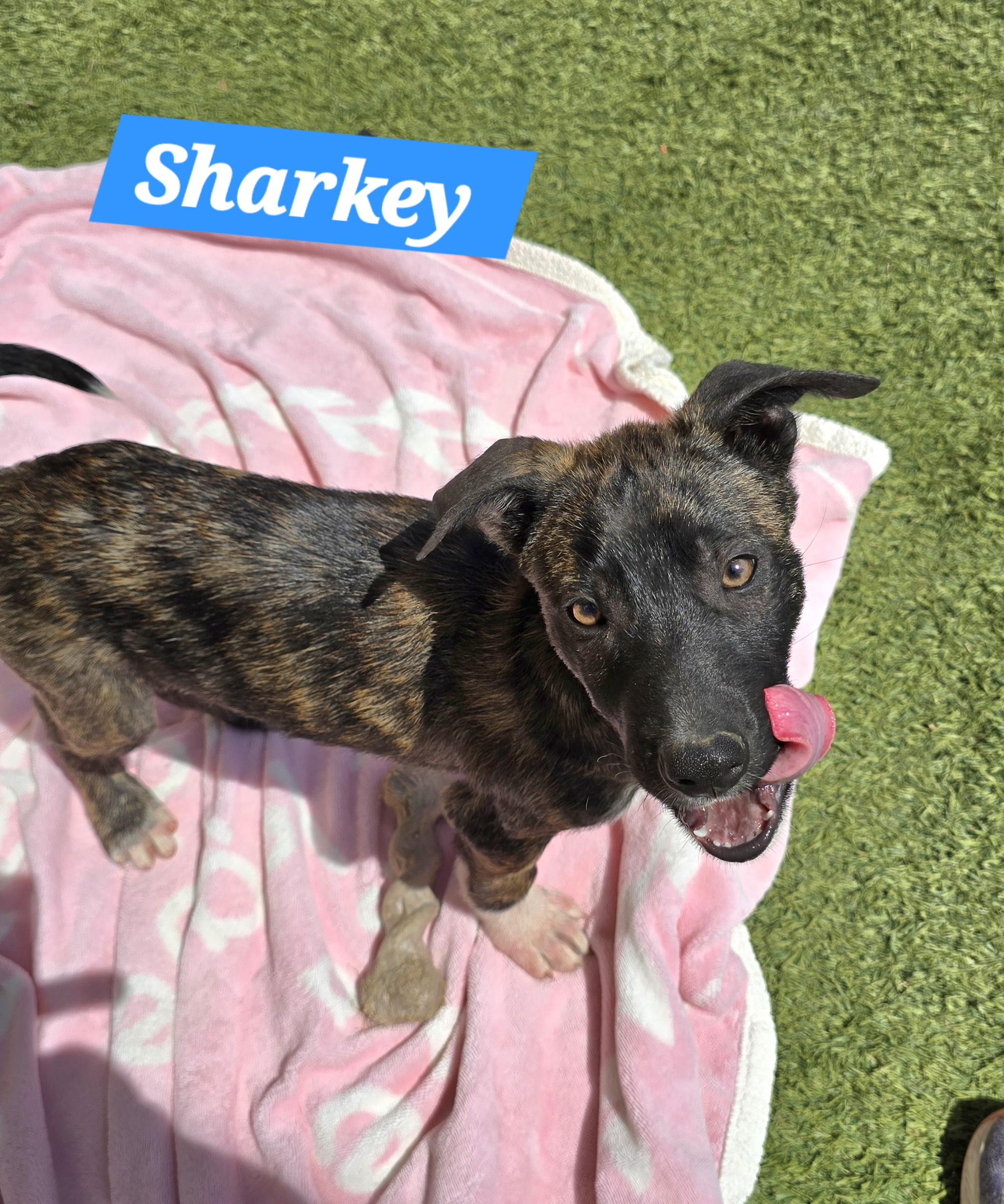 Enlarge Sharkey, a ADOPTABLE mixed breed in Tracy, CA image 4/6