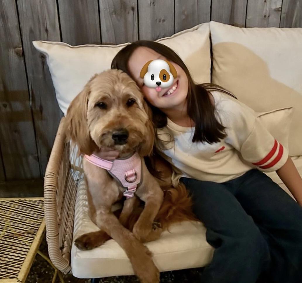 BARBIE, an adopted Goldendoodle in Carlsbad, CA image 3/6