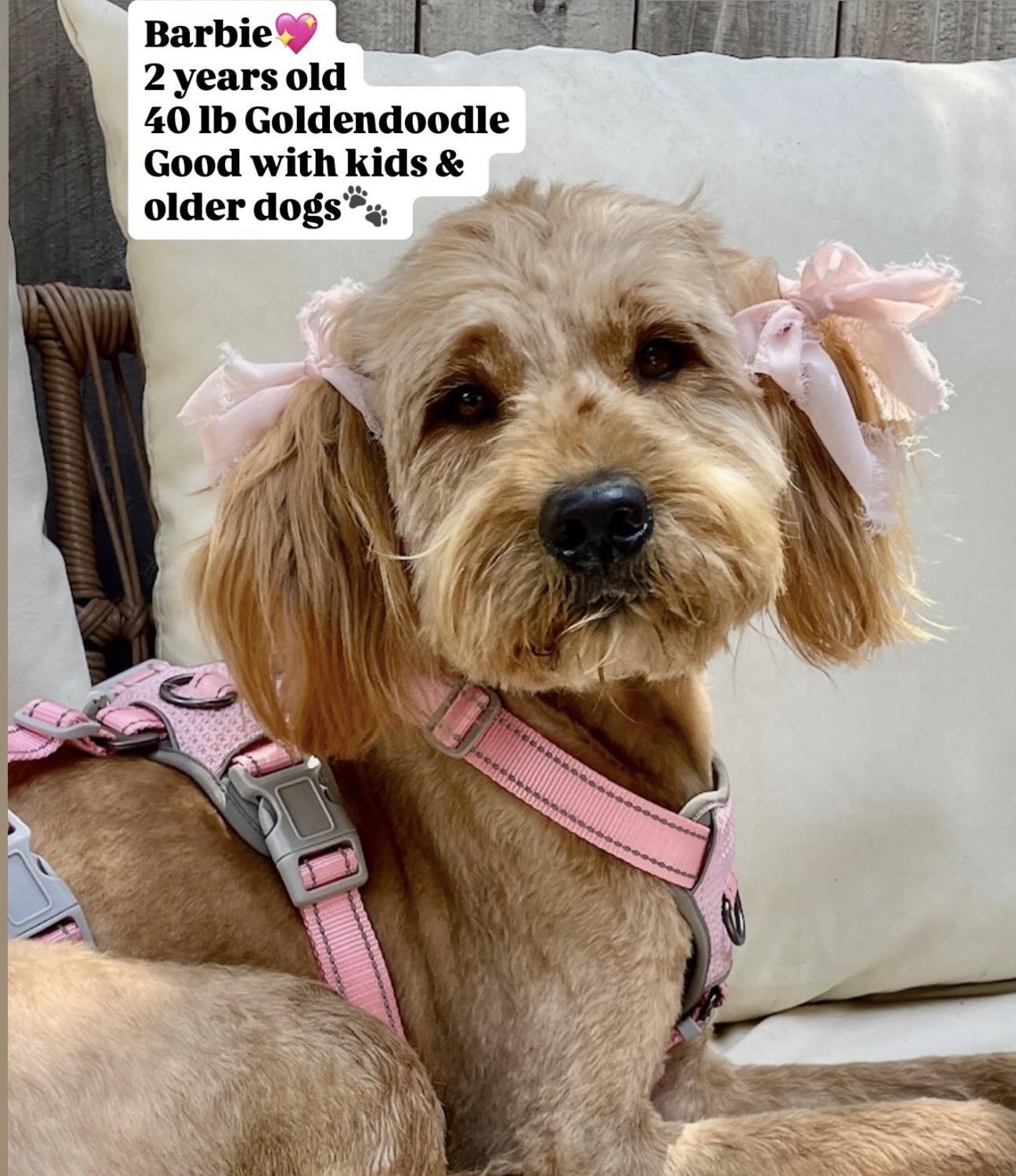 BARBIE, adopted, Young Female Goldendoodle.