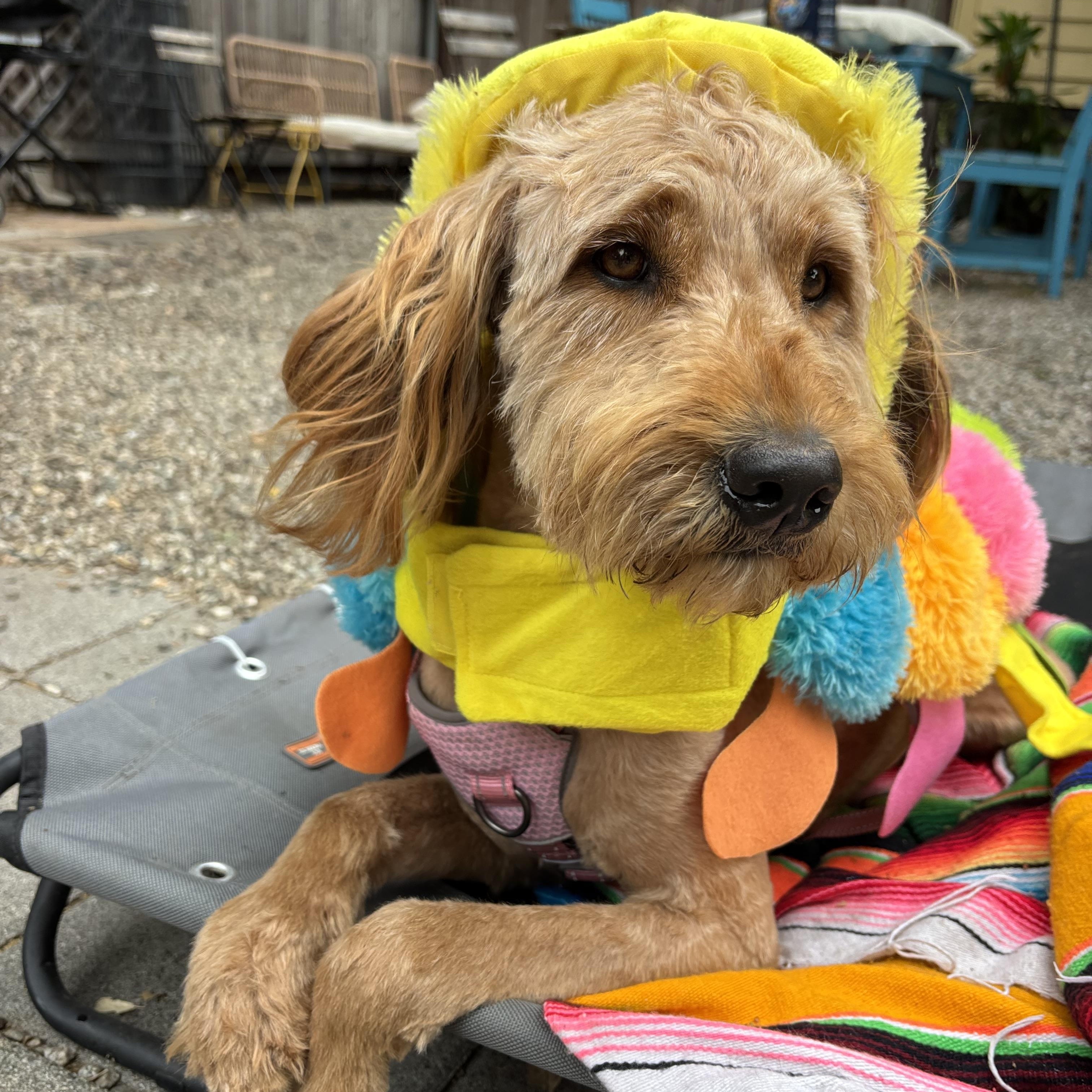BARBIE, an adopted Goldendoodle in Carlsbad, CA image 2/6