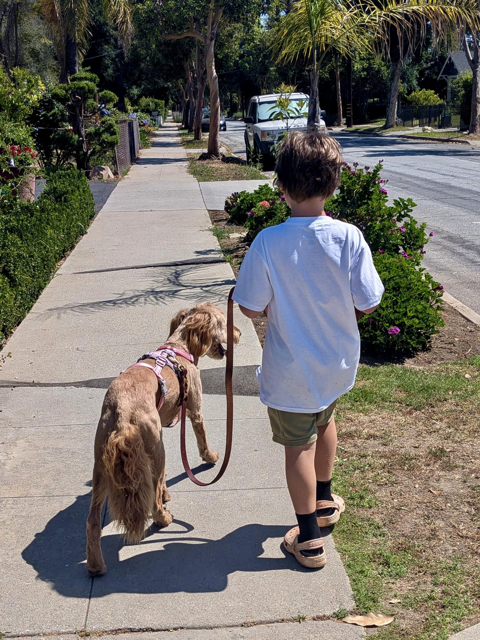 BARBIE, an adopted Goldendoodle in Carlsbad, CA image 5/6