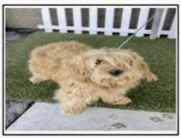 BARBIE, an adopted Goldendoodle in Carlsbad, CA image 6/6