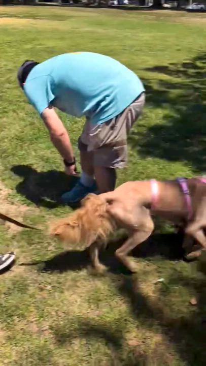 Enlarge BARBIE, an adopted Goldendoodle in Carlsbad, CA video 4/6