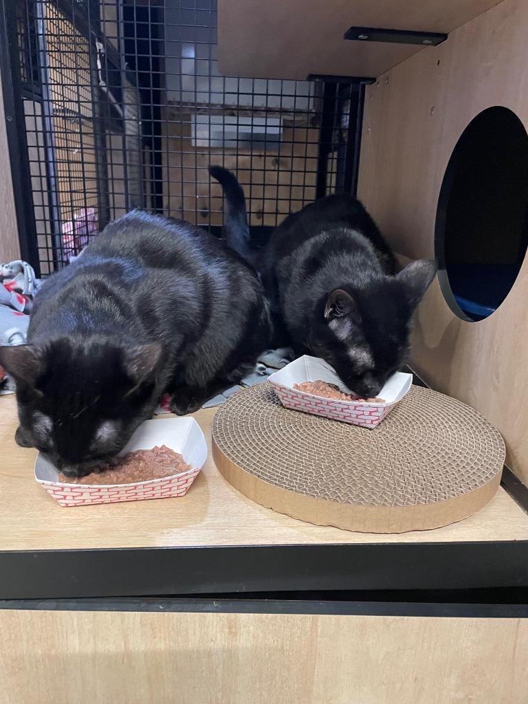 Martin (and Jerry), Adoptable, Young Male Domestic Short Hair.