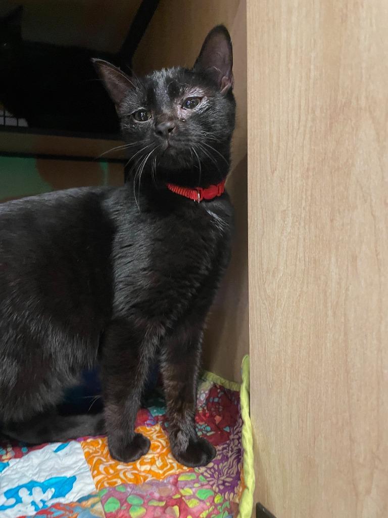 Enlarge Martin (and Jerry), a Adoptable mixed breed in New York, NY image 2/4